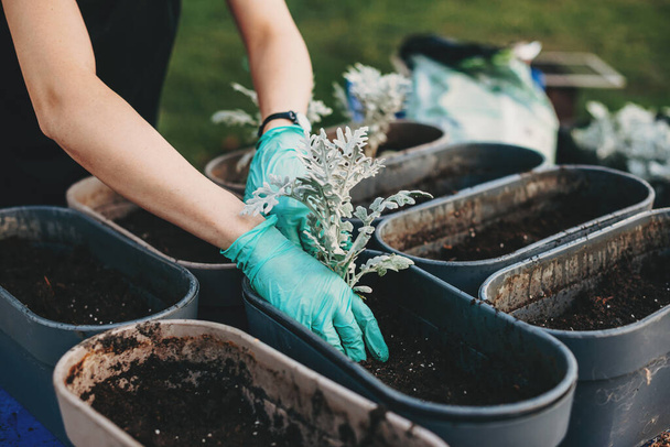 Planting and repotting plants. Woman is changing flower pots. Closeup portrait of woman hands. - Photo, Image