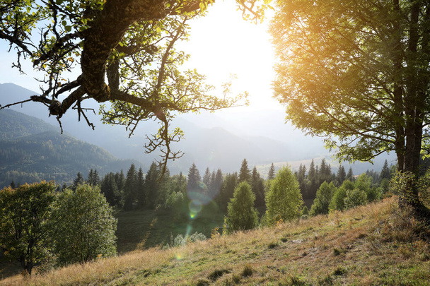 Beautiful view of mountain forest on sunny day - Valokuva, kuva