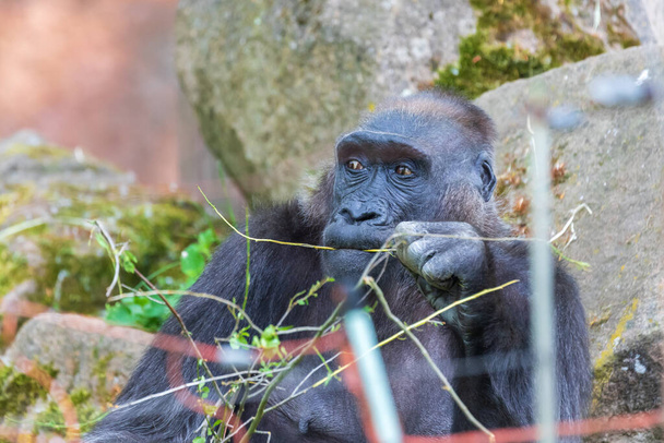 Gorila - Retrato de un mono adulto en su hábitat natural. - Foto, imagen