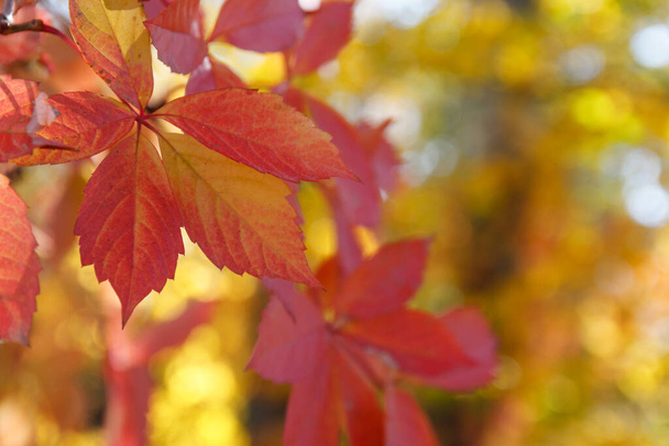 Colorful Autumn Parthenocissus quinquefolia, Wild Grape. Abstract Red and Orange Autumn Leaves Background. - Photo, Image