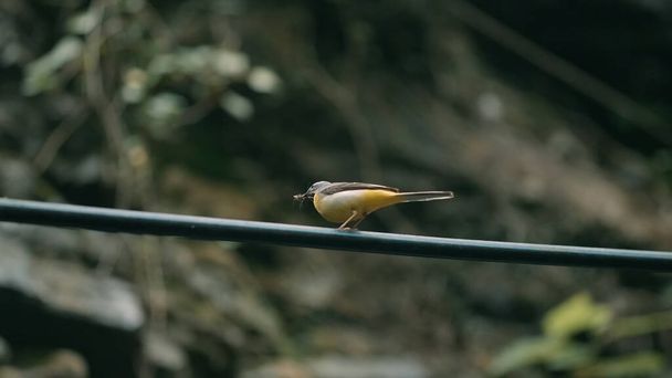 Прекрасная птица. Творческий подход. Хищная желтая птица ищет еду, в то время как мочится для своей пары - Фото, изображение