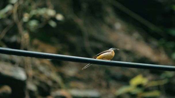 Ünnepélyes madár. Kreatív. A preatty yellow madár ételt keres, miközben a párját veri. - Fotó, kép