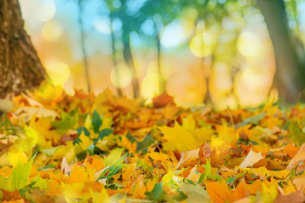 Narancs, sárga vörös juhar elhagyja őszi háttér. Őszi színes acer levelek.  - Fotó, kép