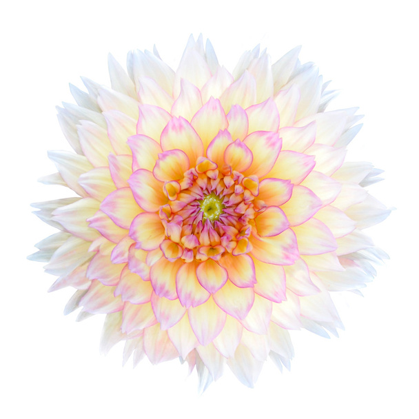 Цветок из белого хризантемы с фиолетовым центром изолирован
 - Фото, изображение