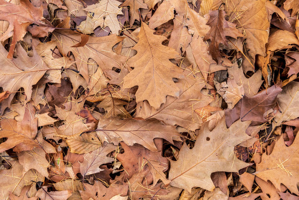 Hojas amarillas de otoño en el bosque en noviembre. Hojas para fondos - Foto, Imagen
