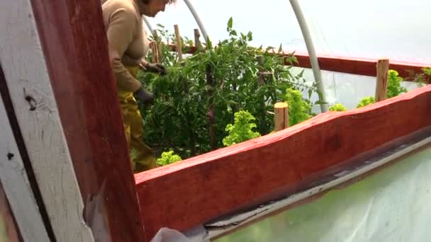 Senior oma boer vrouw zorg tomatenplant in hete huis - Video