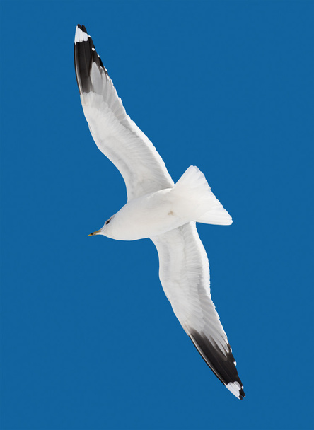 1 つの白い鳥が飛ぶ - 写真・画像