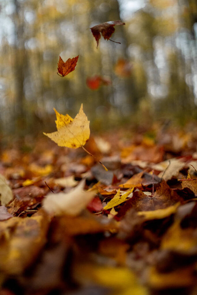 Wisconsin du Nord Midwest Couleurs d'automne - Photo, image