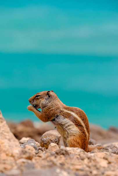 Бурундук сидит на скалах с океаном на заднем плане на Канарском острове Фуэртевентура, Испания. - Фото, изображение