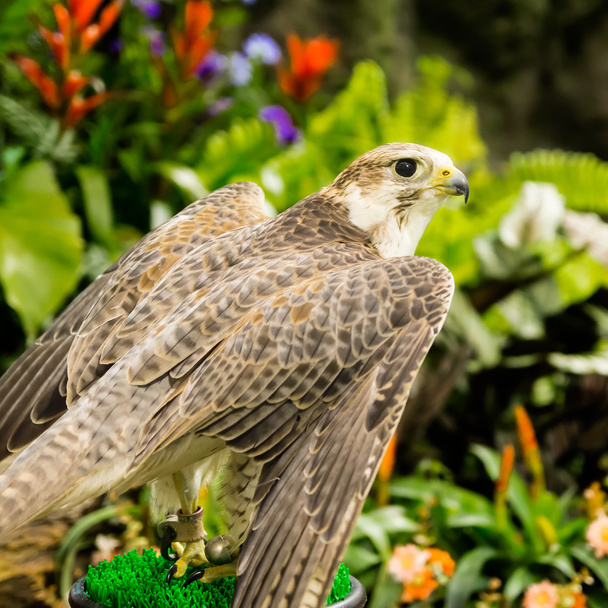  Peregrine Falcon - Photo, Image
