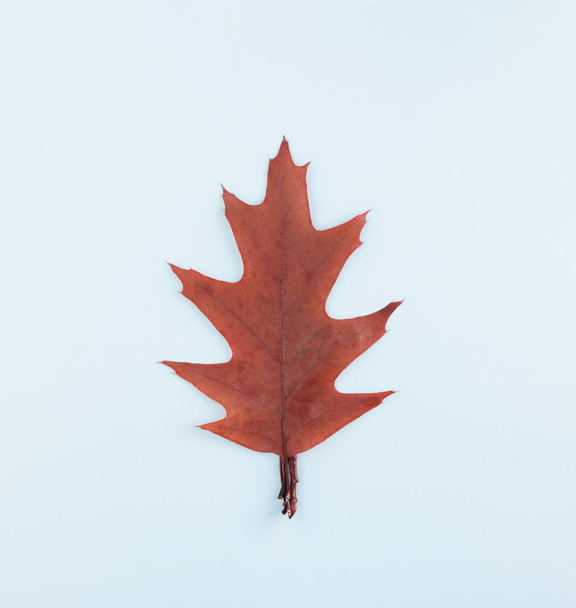 Oak leaf on white background. Flat lay. Natural minimal concept. Autumn color. - Fotoğraf, Görsel