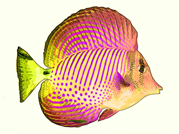 Angelfish signo ilustración pop-art icono de fondo con manchas de color - Foto, imagen