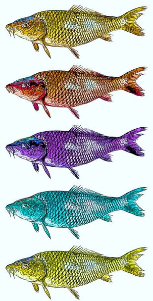 Carpa pesce segno illustrazione pop-art sfondo icona con macchie di colore  - Foto, immagini