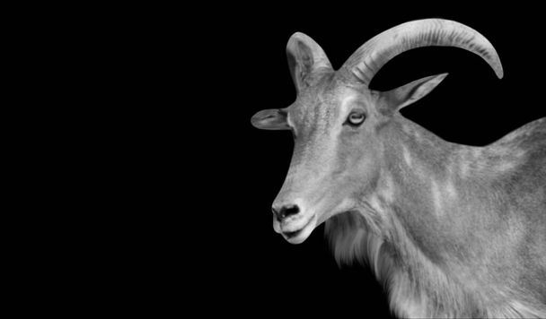 Black And White Barbary Sheep Face On The Black Background - Photo, Image