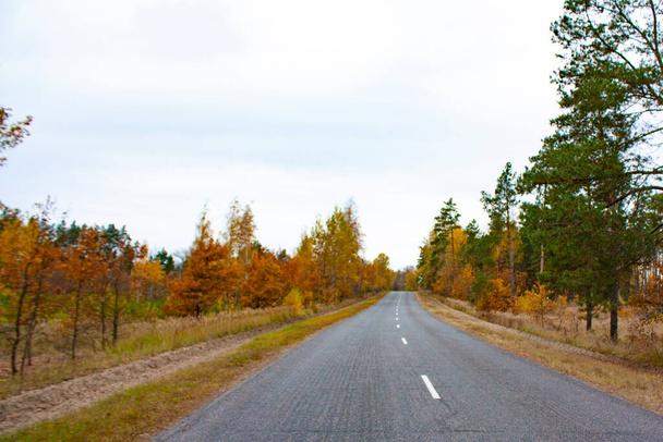 Paved road in the autumn forest in cloudy weather. Yellow and green young trees stand on the side of the road. Road markings. - Photo, image