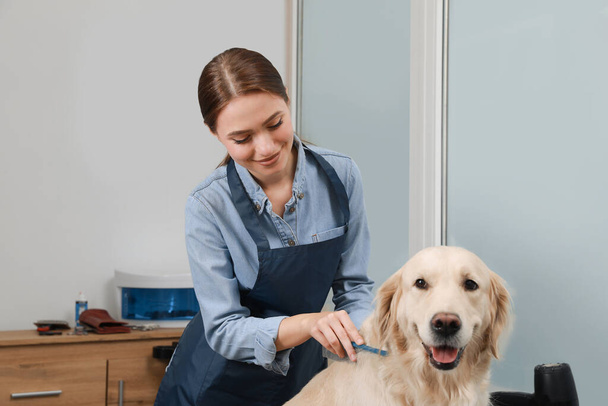 Professional groomer brushing fur of cute dog in pet beauty salon - Zdjęcie, obraz