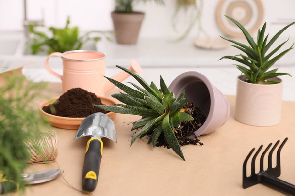 Красиві кімнатні рослини та садові інструменти на столі в приміщенні
 - Фото, зображення