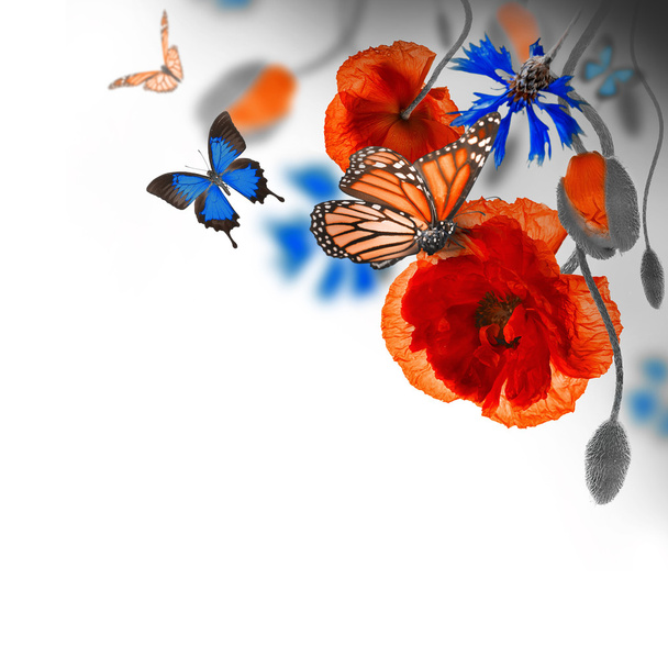 Red poppies, cornflowers and butterfly - Photo, image