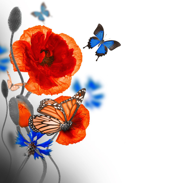 Red poppies, cornflowers and butterfly - Foto, Bild