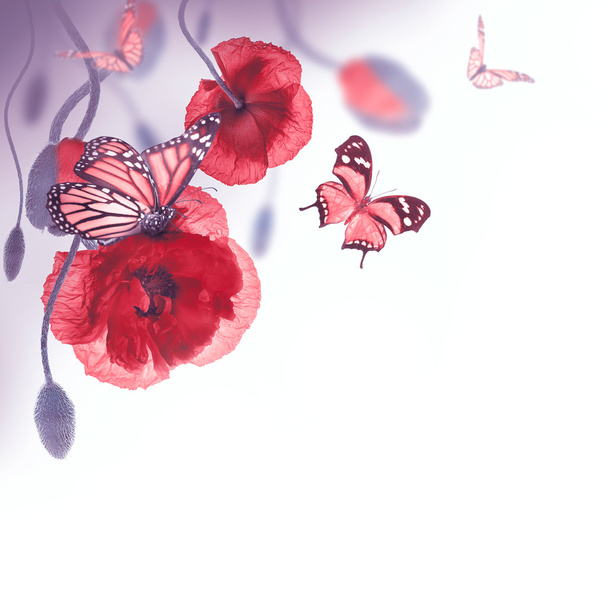 Red poppies and butterfly - Foto, afbeelding