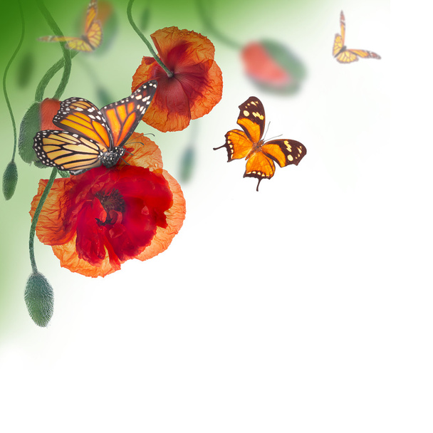 Amapolas rojas y mariposa
 - Foto, Imagen