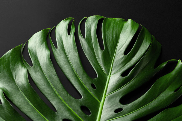 Monstera tropical plant leaf on black background - Photo, Image