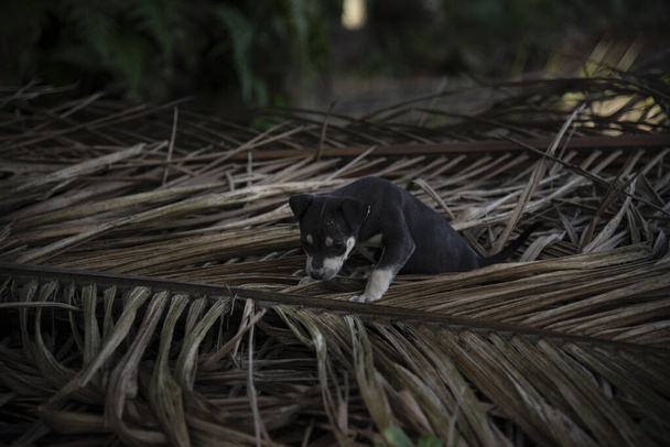 dziki cutie szczeniak na plantacji. - Zdjęcie, obraz
