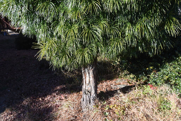 Японська парасолькова сосна. A Sciadopityaceae evergreen conifer унікальний для Японії. - Фото, зображення