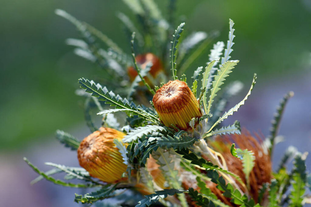 Influência Showy Dryandra nativa australiana, Banksia formosa, família Proteaceae. Endêmica do sudoeste da Austrália Ocidental. Anteriormente Dryandra formosa. Usado como flores cortadas na indústria da floricultura - Foto, Imagem
