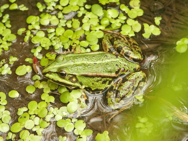 Closeup of green frog - Photo, Image