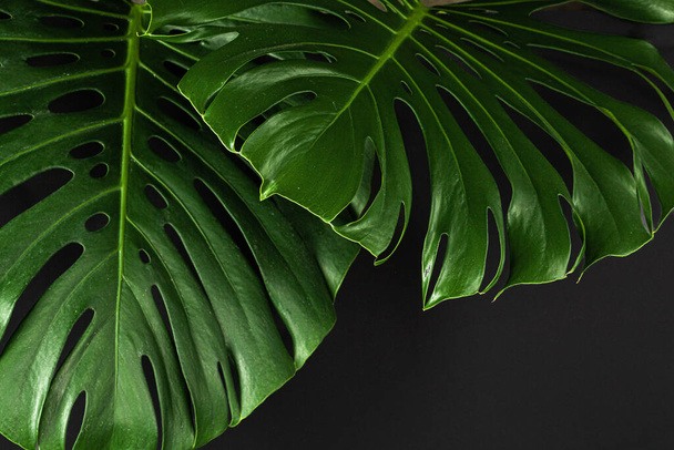 Close up of a monstera leaf on dark black background - Фото, изображение