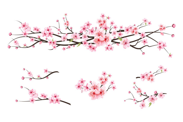 Cherry blossom branch with sakura flower. Watercolor cherry blossom vector. Watercolor cherry bud. Pink sakura flower background. Sakura on white background. Cherry blossom flower blooming vector. - Vector, Image