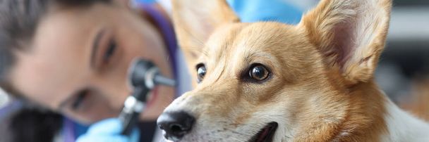 Veteriner, otoskopla köpek kulaklarını yakından inceliyor. - Fotoğraf, Görsel