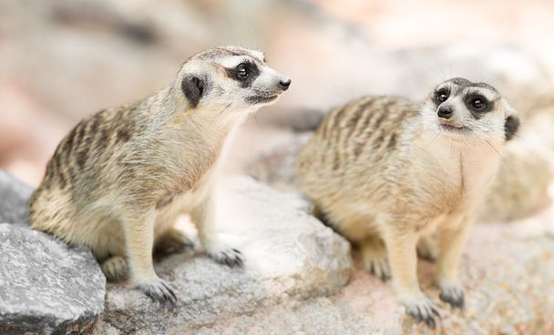 Couple meerkat - Photo, Image