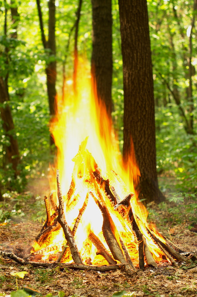 Bonfire in het bos. - Foto, afbeelding