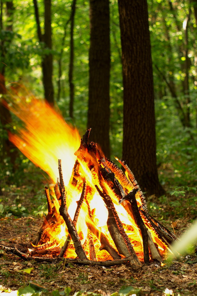 Oheň v lese. - Fotografie, Obrázek