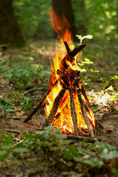 Bonfire in the forest. - Photo, Image