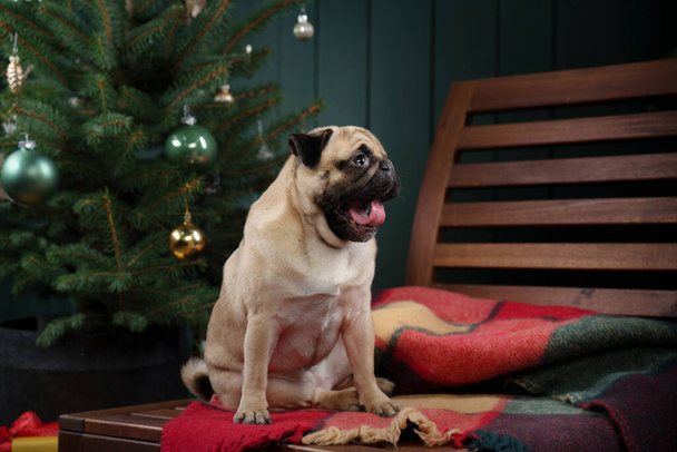 dog near Christmas tree. Pug in the new year interior. Holiday pet - Photo, Image