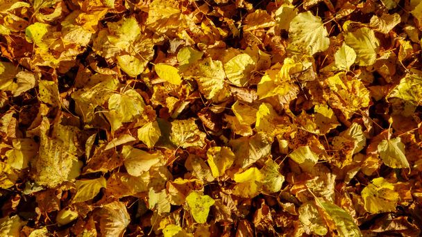 Background of golden autumn leaves for design - Foto, Imagen