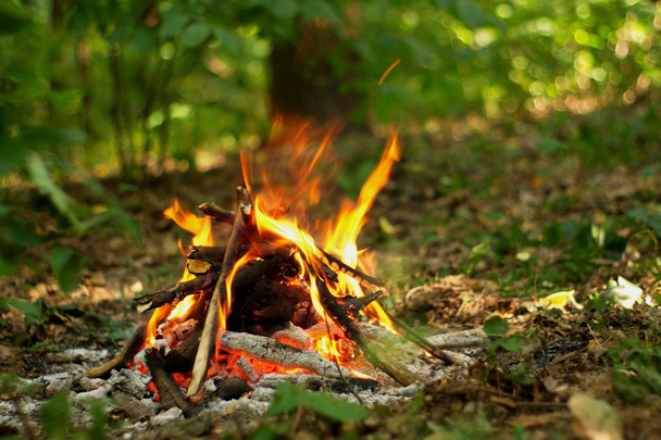 Bonfire in het bos. - Foto, afbeelding