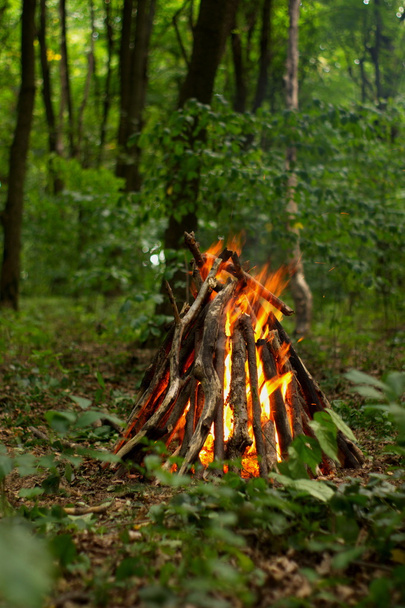 Ormanda şenlik ateşi. - Fotoğraf, Görsel