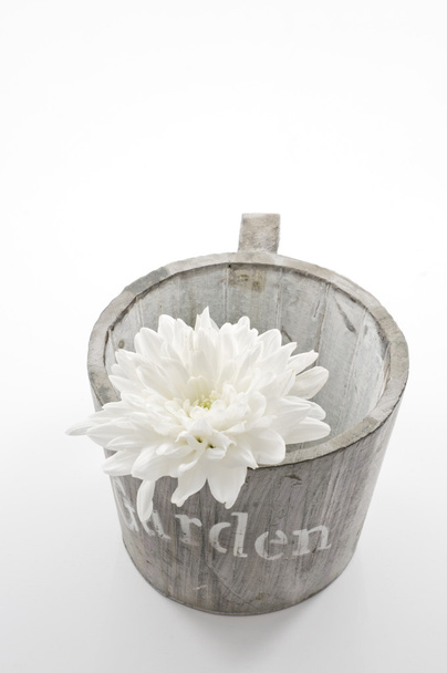 Gardening concept still life with white flower and pot. - Foto, Imagem