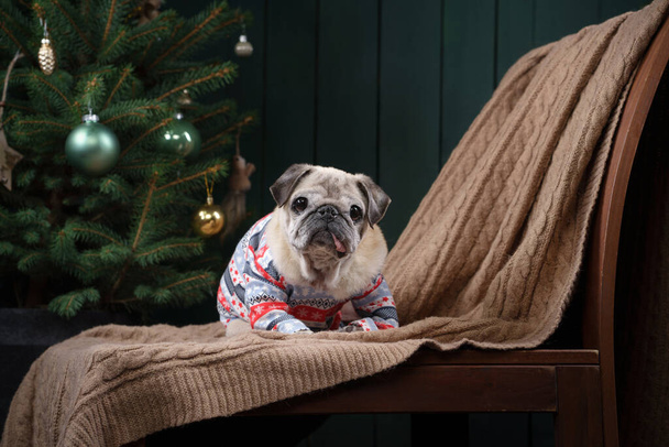 dog near Christmas tree. Pug in the new year interior. Holiday pet - Fotoğraf, Görsel