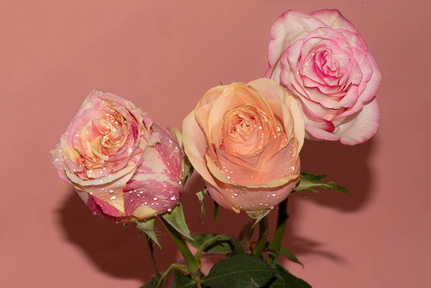 kaunis tarjous ruusuja, lähikuva - Valokuva, kuva