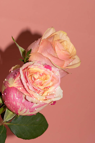 beautiful tender roses, close up view - Photo, Image