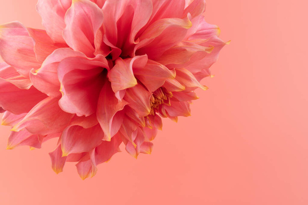 Rózsaszín, sárga és fehér friss dália virág makró fotó. A kép színe hangsúlyozza a fény különböző színek és sárga fehér kiemeli.  - Fotó, kép