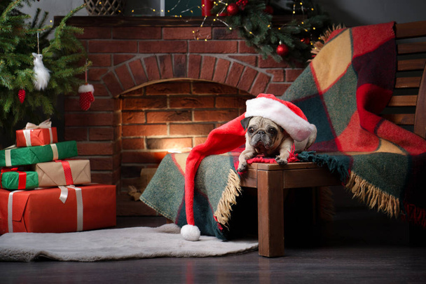 собака в шляпе Санта Клауса. Мопс у камина в рождественском интерьере.  - Фото, изображение