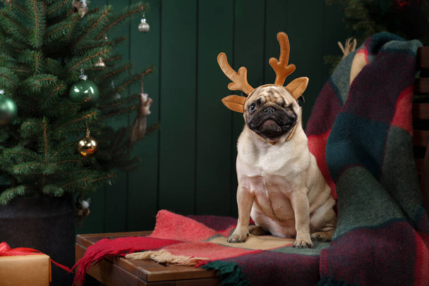 dog near Christmas tree. Pug in the new year interior. Holiday pet - Zdjęcie, obraz