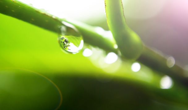 water drop on leaf - Foto, immagini
