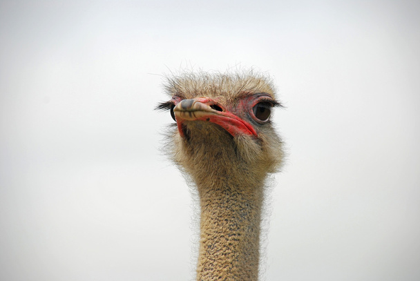 Cabeza de avestruz
 - Foto, Imagen